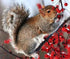Squirrel on Tree Diamond Painting